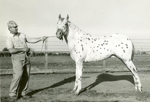 Aaron Moreau with Cinco's Sitting Bull