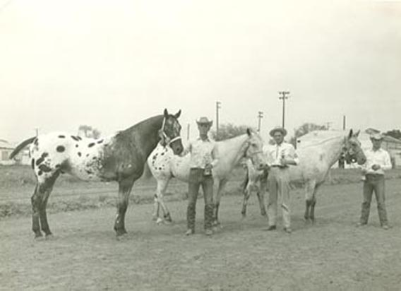 Clarence Barnes with gelding, Ta To Ka