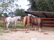 Picture of three mares