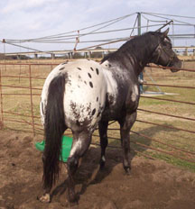 picture Zapata