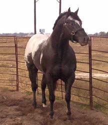 picture Zapata