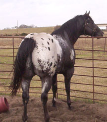 picture Zapata