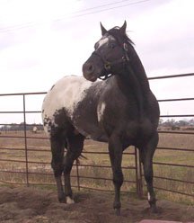 picture Zapata