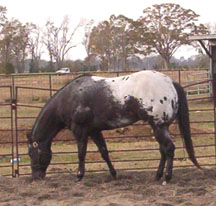 picture Zapata